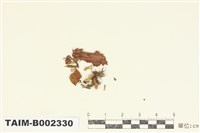 藏品(鈍葉樹平苔)的圖片